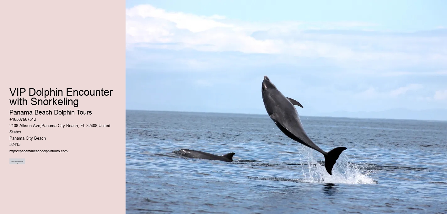 Panama City Beach Dolphin Tours Prices