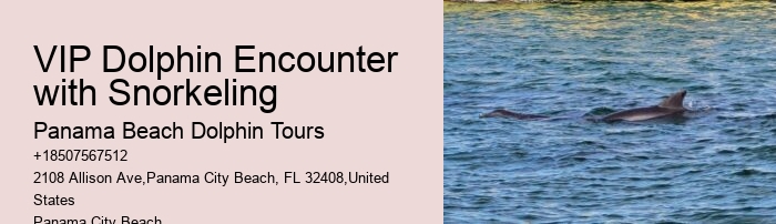 Premium Dolphin Watching with Snorkeling