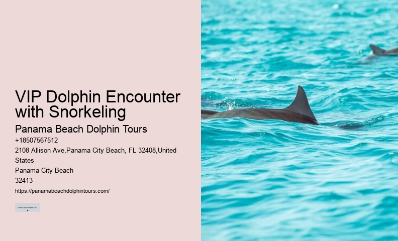 Dolphin Tours Panama City Beach Florida