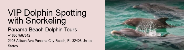 Charter Dolphin Snorkeling
