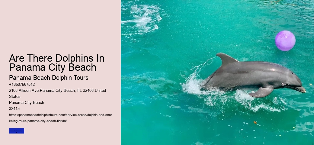 Do We Need Water Shoes To Swim With The Dolphins At Ocean World