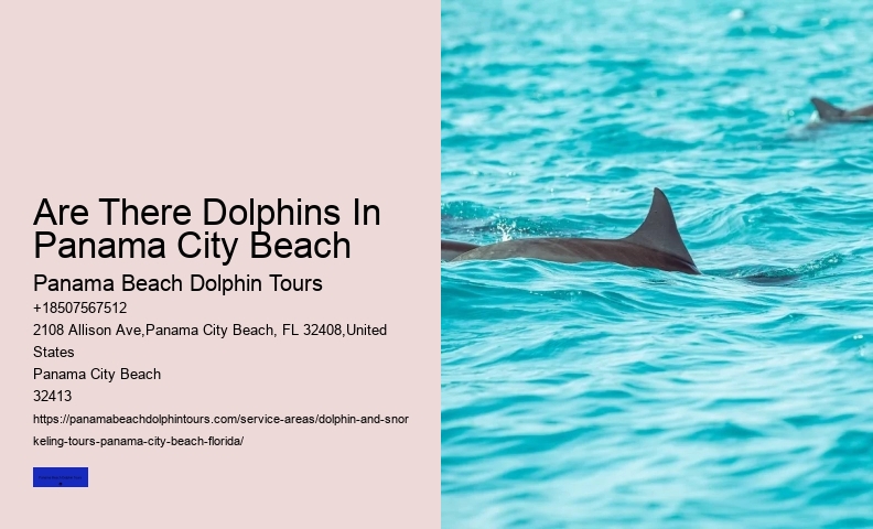 Beach Dolphin Tours