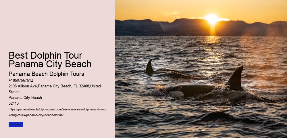 Is It Better To See Dolphins In The Morning Or Afternoon