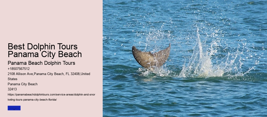 Are There Dolphins Near Panama City Beach