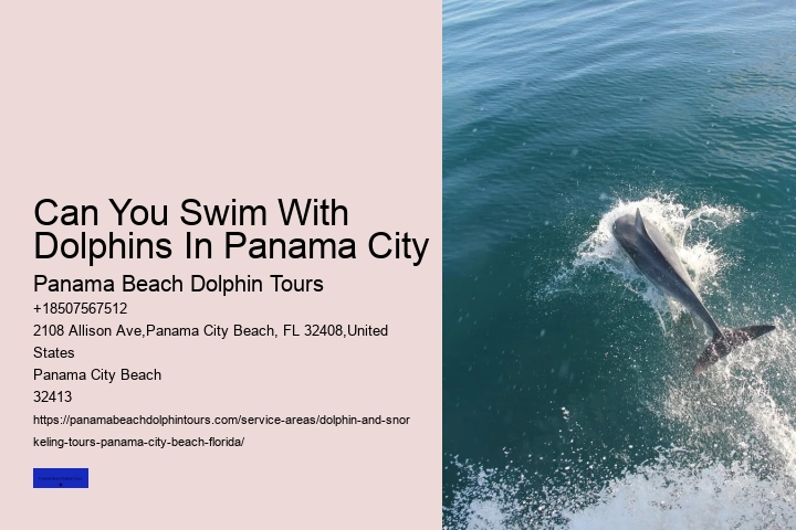 Panama City Beach Florida Dolphin Swim