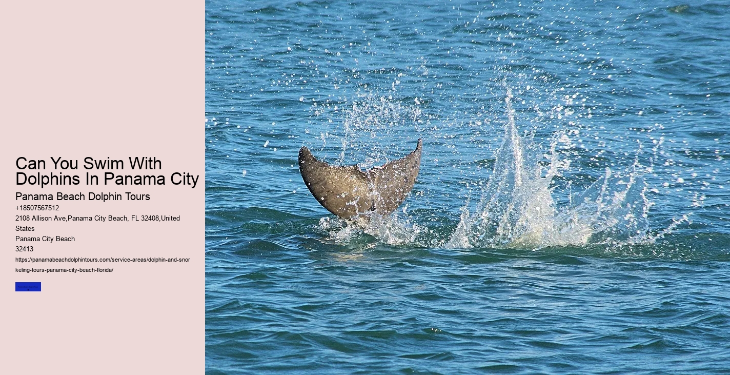 Dolphin Tour