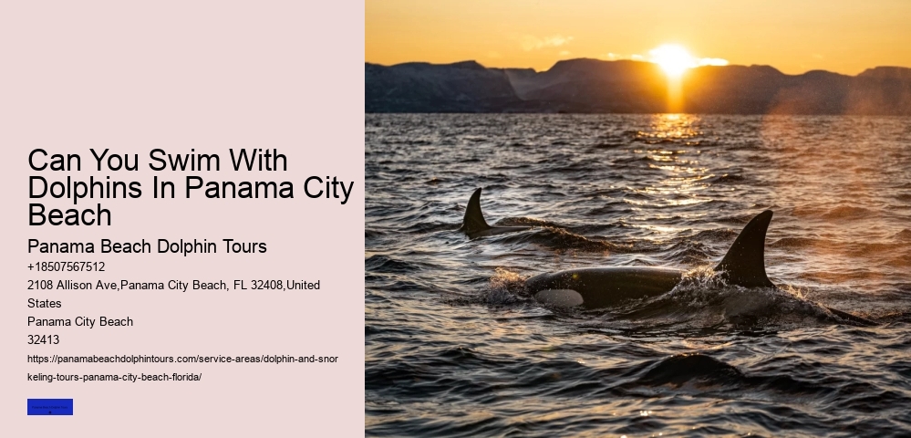 What Are The Best Conditions To See Dolphins