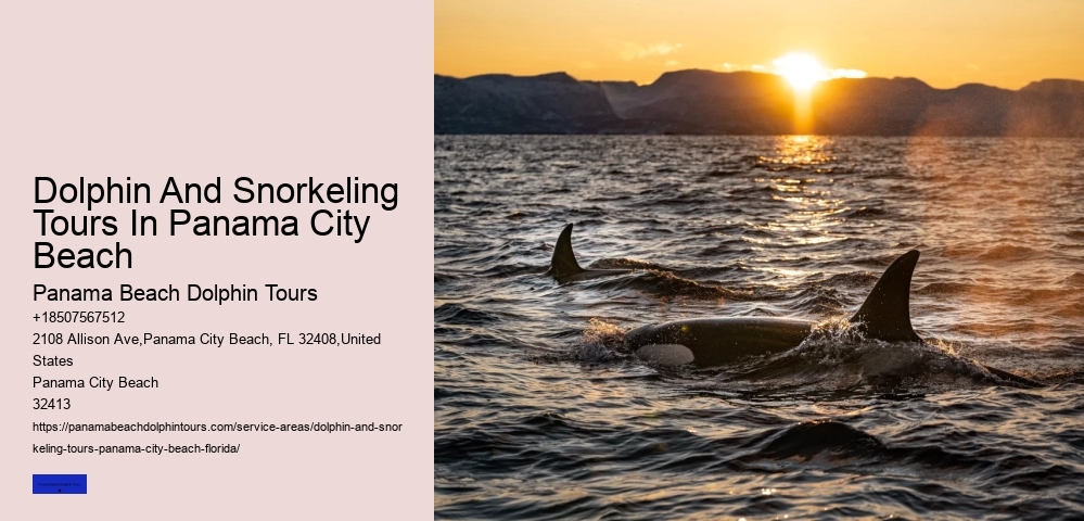 Dolphin Tours Panama City Beach Prices