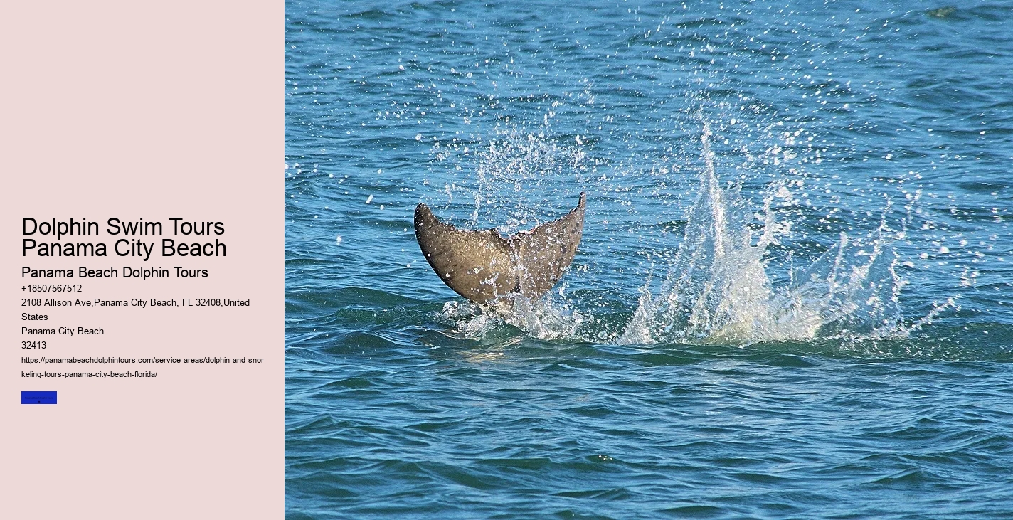 Dolphin Tours Panama City Beach Florida