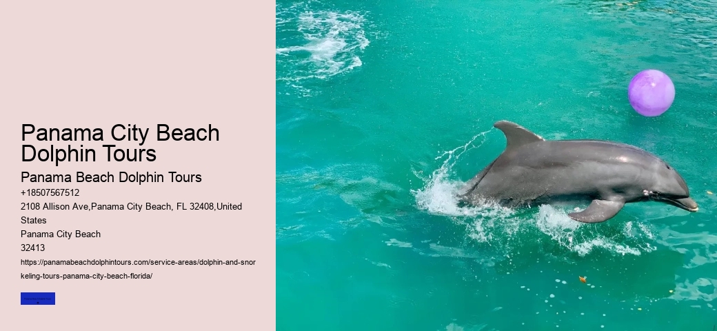 Dolphin And Snorkeling Tours In Panama City Beach