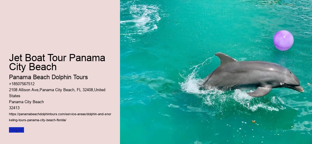 The Magic Of Dolphin Watching
