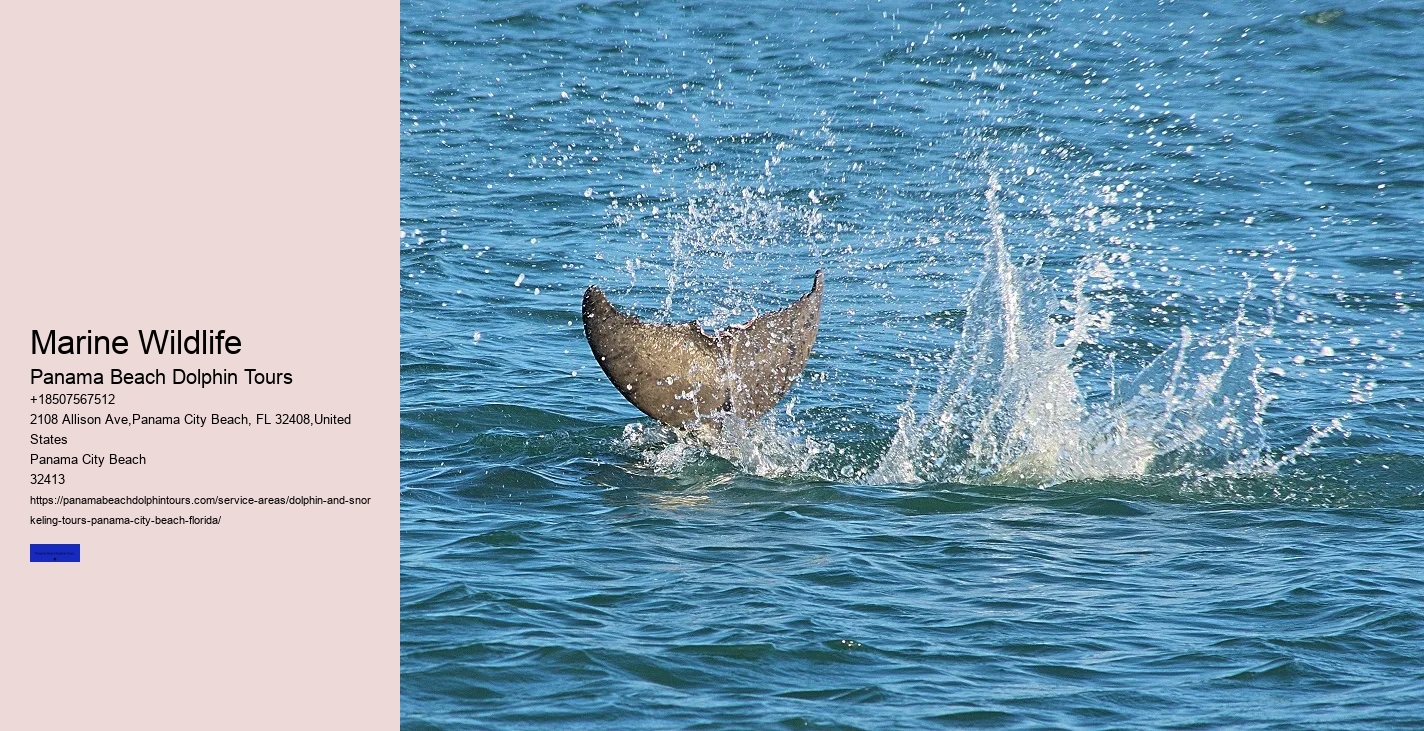 How Do You Spot Dolphins On The Beach