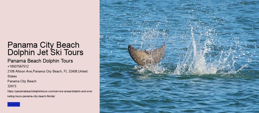 Swim With A Dolphin In Panama City Beach