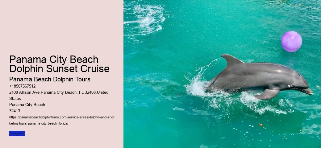 Best Time For Dolphin Watching
