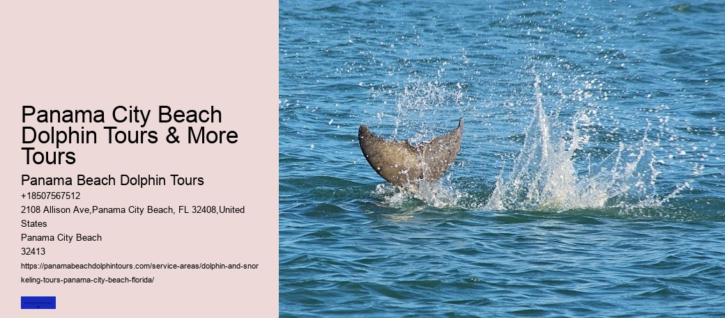 How Do You Spot Dolphins From Shore