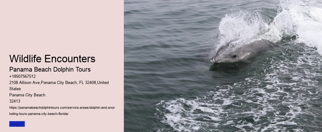 Can I Swim With Dolphins In Panama City